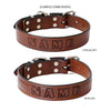 Dog Collar - 1 1/4" (31mm) Width